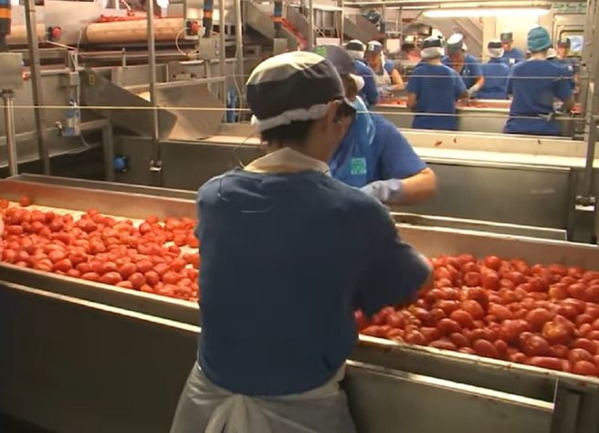 Pessoas trabalhando em produção de tomates na Itália