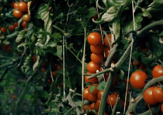 Pomodorino di Pachino