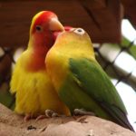 Pássaro-do-amor -- agapornis