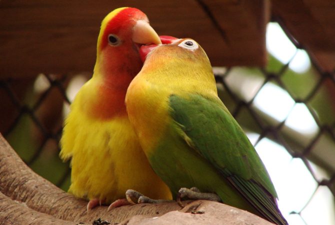 Animais mais fiéis do planeta estão sempre juntos