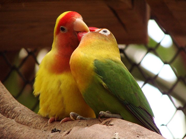 ‘Até que a morte os separe?’ Os animais mais fiéis do planeta
