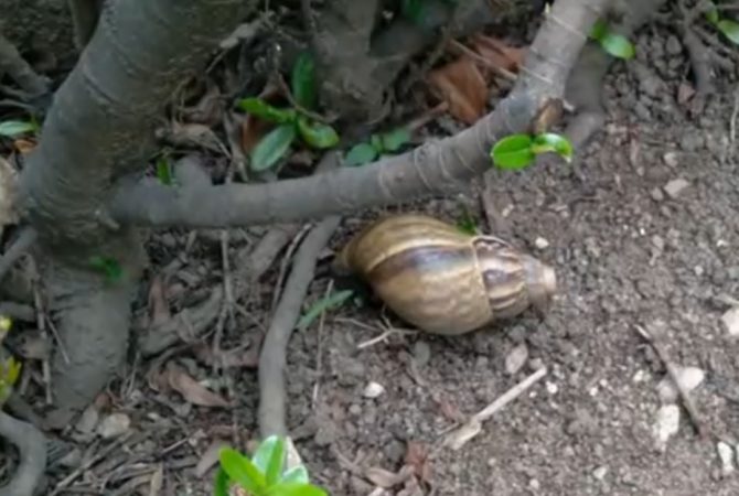 Biólogos descobrem o verme da meningite em caramujo; saiba se proteger