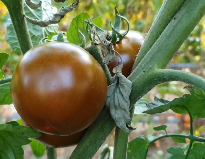 Tomates italianos - Pomodoro Nero