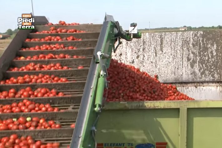 Colheita de tomates Itália