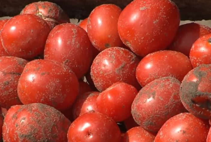 Tomates italianos