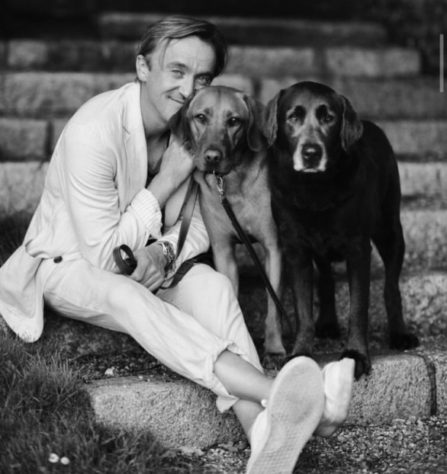 Tom Felton é apaixonado por labradores