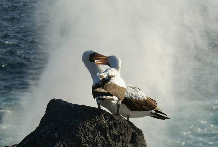 Albatroz