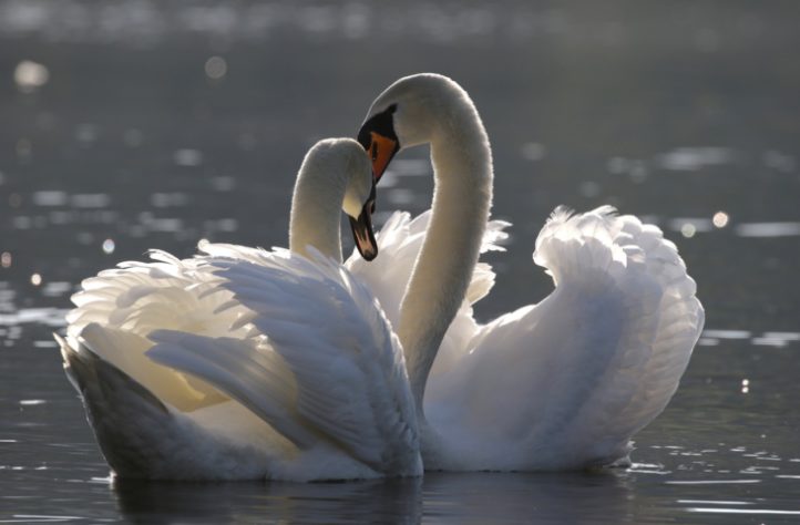 Cisnes