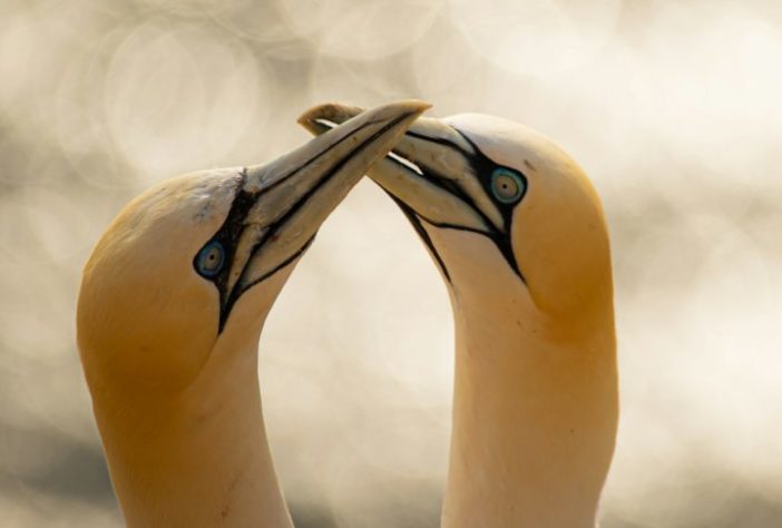 Casal de aves
