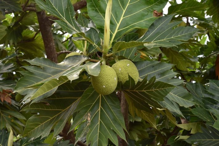 fruta-pão