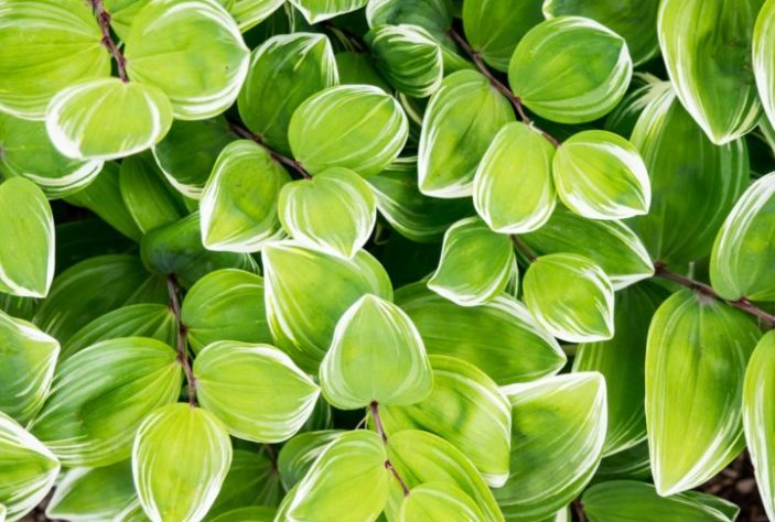 Planta GENÉRICA
