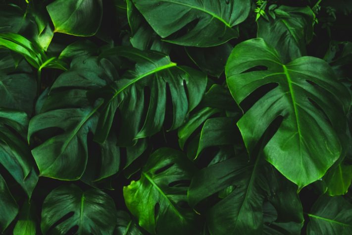 Cientistas tentam encontrar fêmea para planta mais solitária do mundo - Encephalartos woodii
