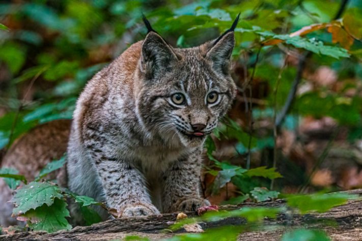 Lince ibérico saiu da lista de animais ameaçados de extinção