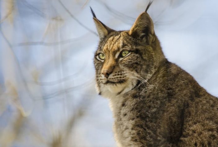 Lince ibérico saiu da lista de animais ameaçados de extinção