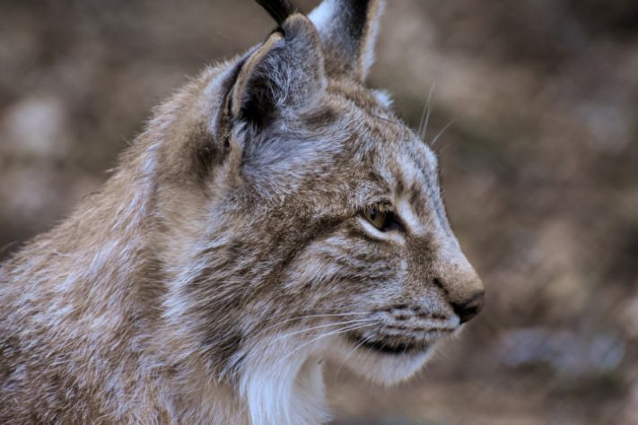 Lince ibérico saiu da lista de animais ameaçados de extinção
