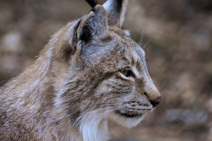 "A Lista Vermelha da UICN é uma ferramenta essencial para medir o progresso no sentido de travar a perda de natureza e alcançar os objetivos globais de biodiversidade para 2030", destacou a Diretora Geral da UICN, Dra. Grethel Aguilar. 