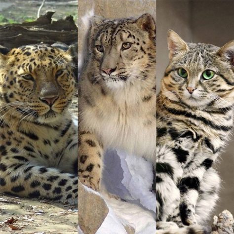 Montagem - Felinos ameaçados de extinção