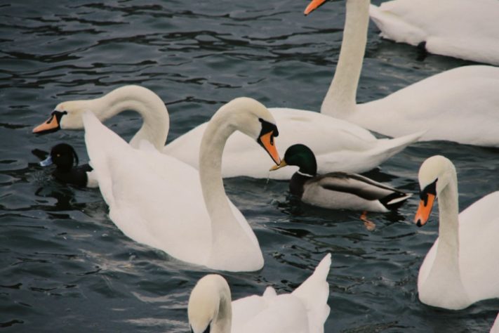 Cisnes