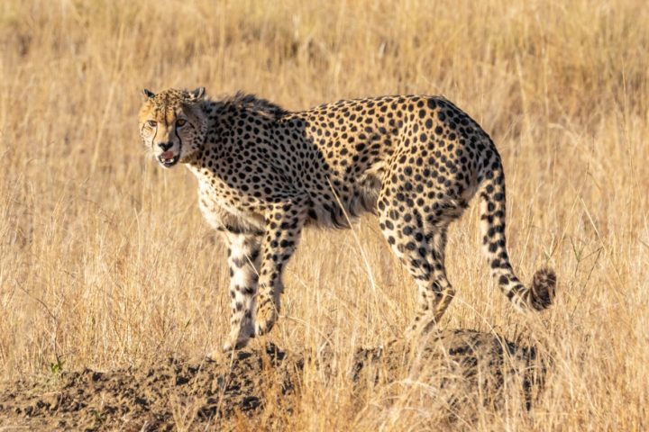 Guepardo: O felino está classificado como "vulnerável" e existem cerca de 6.700 indivíduos na natureza. Além da caça ilegal, os guepardos também sofrem com a baixa diversidade genética.