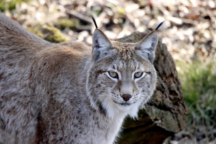 Lince ibérico saiu da lista de animais ameaçados de extinção
