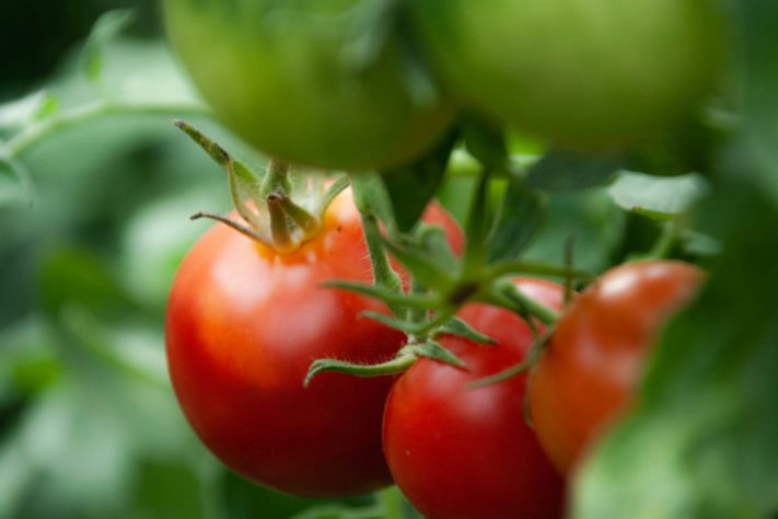 Tomates