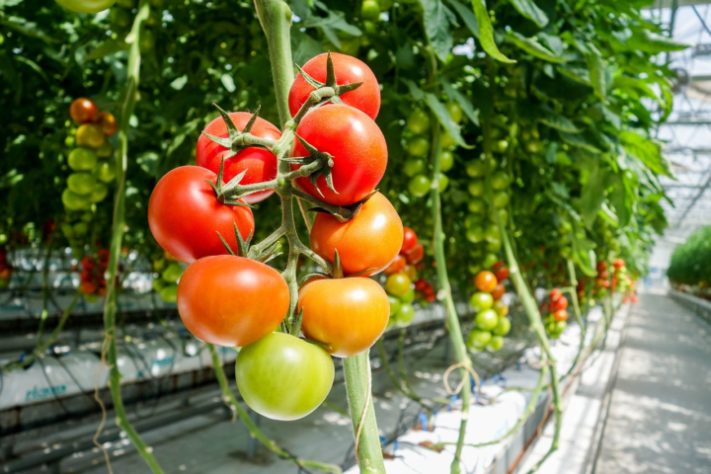 Tomates