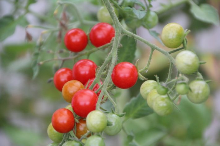 Tomates
