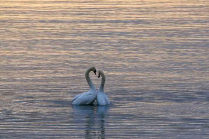 Cisnes