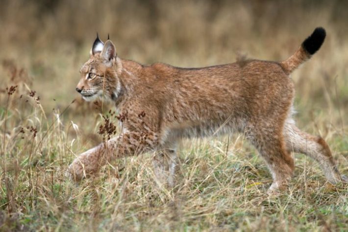 Lince ibérico saiu da lista de animais ameaçados de extinção