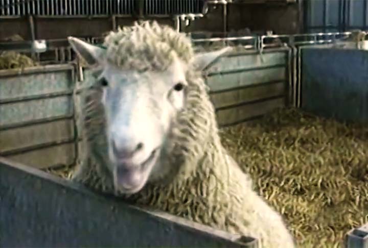 Saiba a história da Ovelha Dolly, primeiro animal clonado do mundo