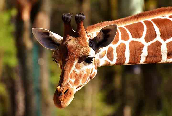 Infelizmente, a União Internacional para a Conservação da Natureza coloca as girafas como vulneráveis à extinção na classificação da Lista Vermelha de Espécies Ameaçadas.