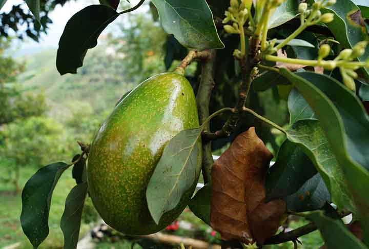 O fruto também possui teor de gorduras saudáveis, especialmente ácidos graxos monoinsaturados. Eles estão associados à redução do  "mau" colesterol e ao aumento do bom colesterol, contribuindo para a saúde cardiovascular.
