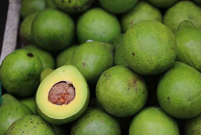Cultivo de abacate se torna vilão do meio ambiente