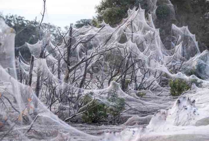 Teias de aranha massivas - Formações naturais estranhamente encantadoras 