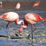 Flamingos de James na Laguna Colorada na Bolívia - Flamingo - Valdiney Pimenta/Wikimédia Commons