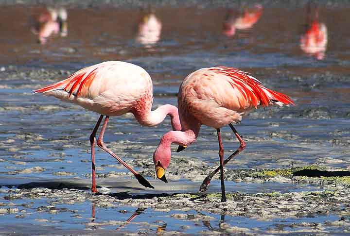 Flamingos: veja curiosidades dessa ave rosada que dorme em pé