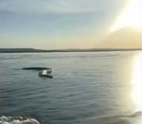 Homem encontra cobra gigante em lago no Tocantins