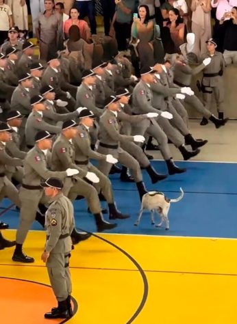 Vídeo de vira-lata marchando com soldados viraliza na web