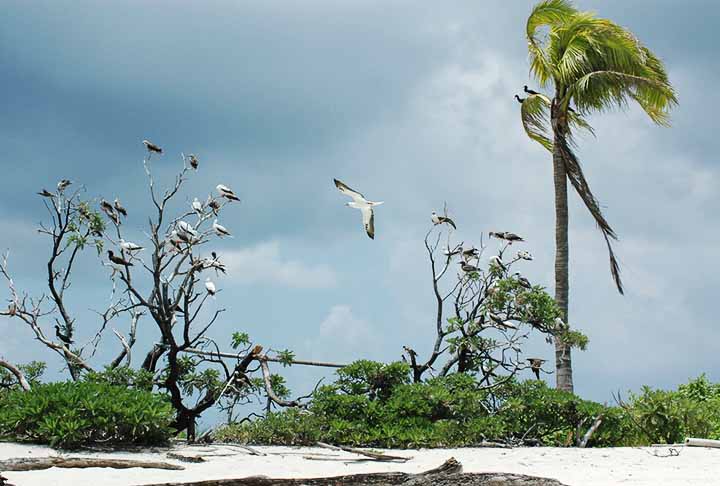 Eles sÃ£o ilhas coralinas, geralmente em forma de anel, que circundam uma lagoa central. AlÃ©m disso, se formam ao redor dos picos submersos de vulcÃµes extintos e desempenham um papel crucial na cultura e na subsistÃªncia das comunidades locais.