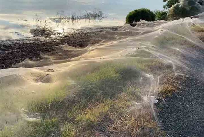 Teias de aranha massivas - Formações naturais estranhamente encantadoras 