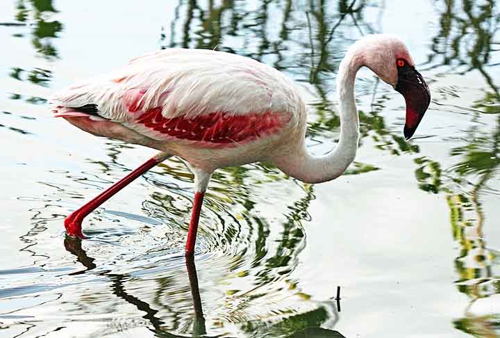 Flamingo -
Nasce com penas acinzentadas e só adquire a cor rosa ao longo do tempo. A tonalidade vem da alimentação rica em carotenoides, como pequenos crustáceos.