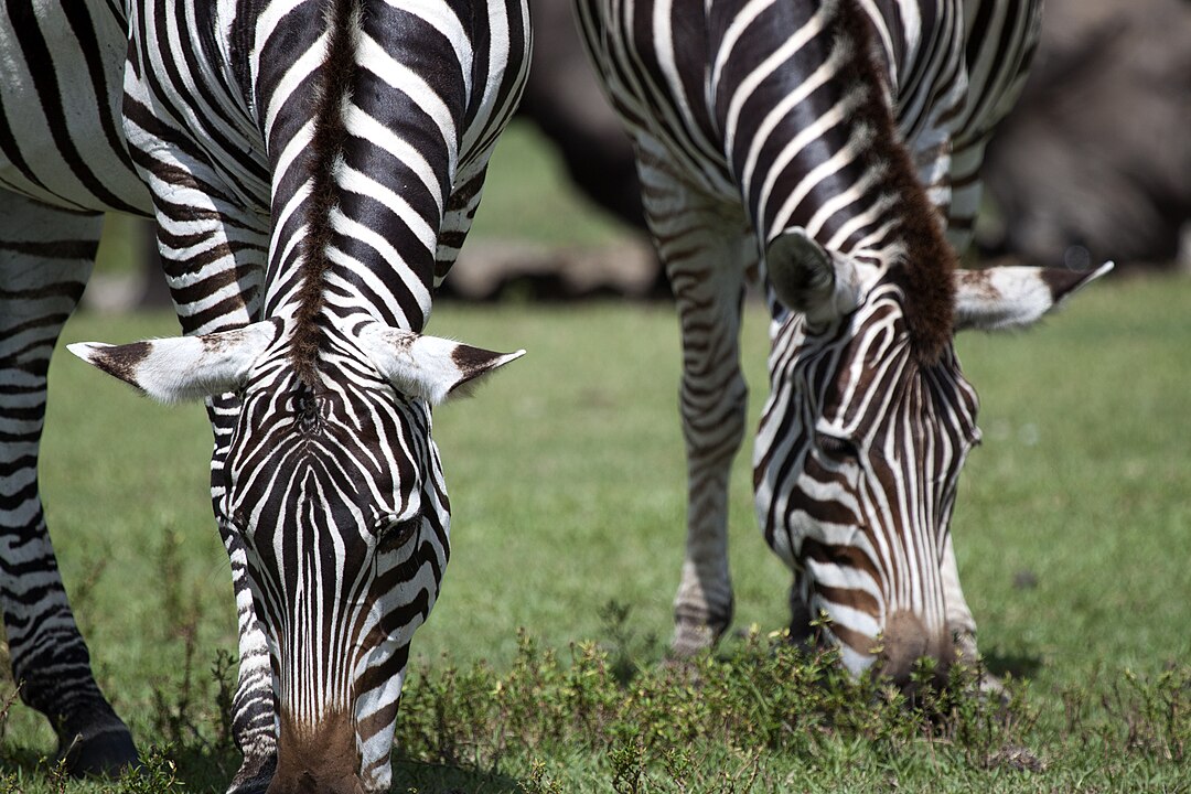 Elas sao mamiferos herbívoros da familia equídeos (cavalos, burros, asnos, pôneis).  Mas diferentemente de seus parentes mais próximos, cavalos e burros, zebras não são domesticáveis. Quem tentou ficou frustrado.