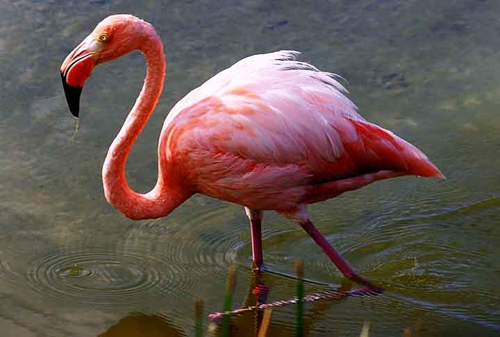 Os flamingos da região,  inclusive, muitas vezes têm um tom rosado maia intenso, por causa da elevada presença de algas ricas em pigmentos dessa coloração. 