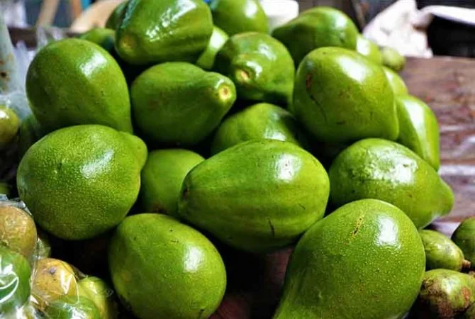 Cultivo de abacate vira vilão do meio ambiente; entenda o motivo