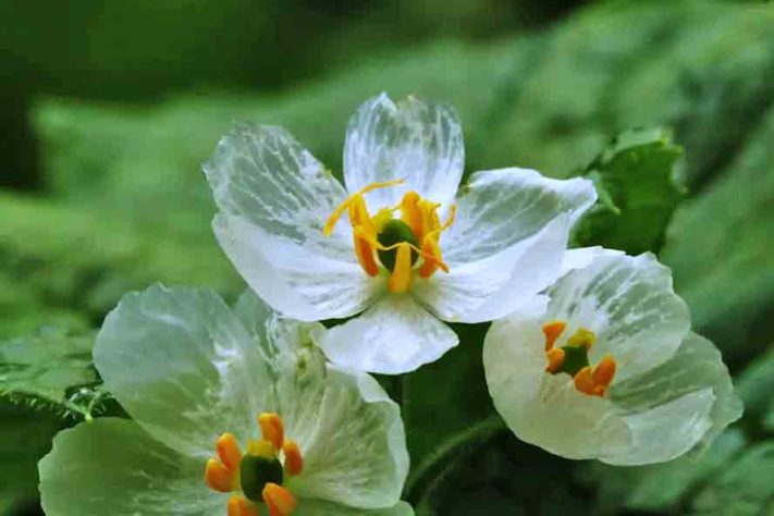 Flor esqueleto (Diphylleia grayi) - Formações naturais estranhamente encantadoras