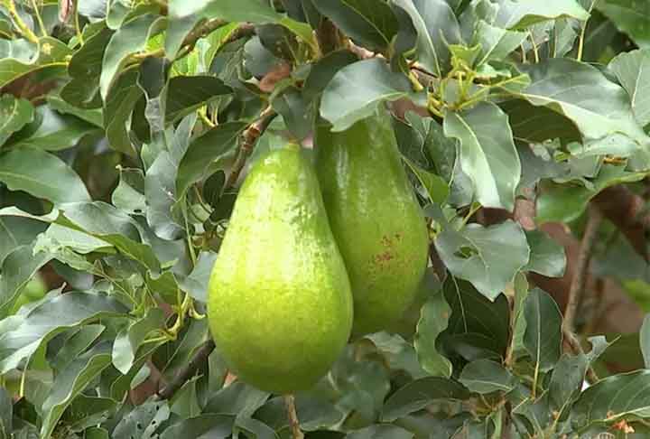 <p>O abacateiro impressiona pelo porte robusto e pelas flores que exalam aroma discreto. Seus frutos nutritivos, ricos em gorduras boas, tornam o cultivo uma escolha saudável e de grande valor alimentar.</p>
