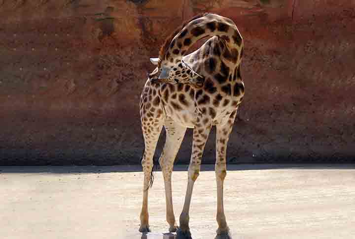 Para bombear tanto sangue que precisa passar por esse corpanzil, nÃ£o poderia ser diferente: o coraÃ§Ã£o da girafa Ã© enorme, podendo pesar atÃ© 11 kg.