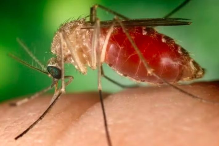Mosquito - febre oropouche