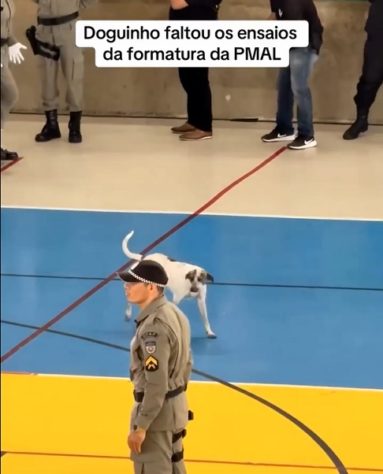 Vídeo de vira-lata marchando com soldados viraliza na web