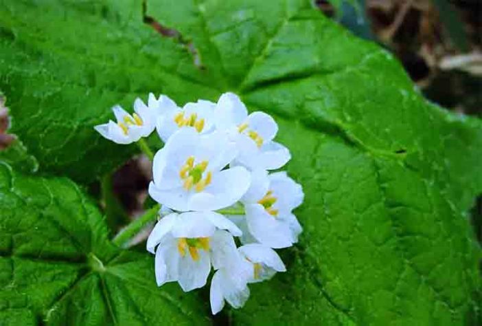 Flor esqueleto (Diphylleia grayi) - Formações naturais estranhamente encantadoras
